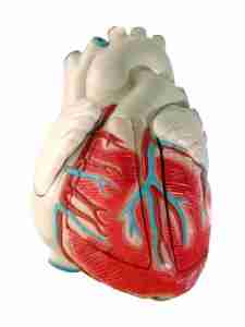 human heart (model)